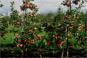 «фуфанон