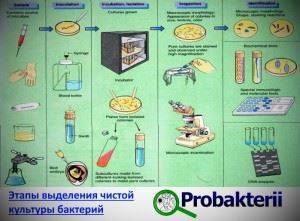 Особенности и принципы выделения чистых культур бактерий
