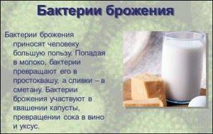 Проект по биологии на тему: «бактерии . разнообразие бактерий. место и значение бактерий на планете земля»