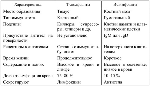 Лимфоциты