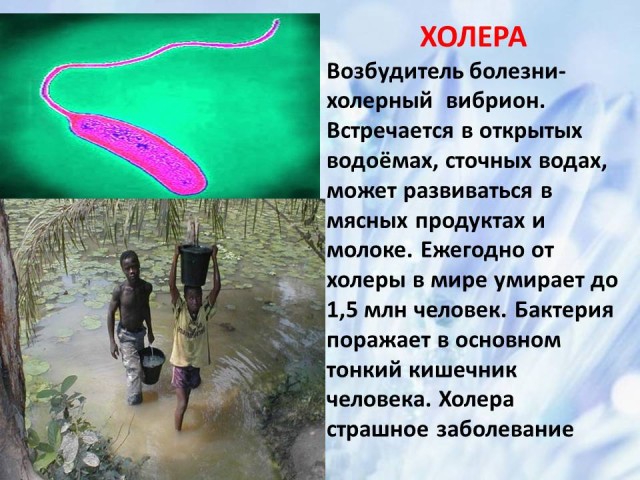Плохие или хорошие: бактерии вокруг нас