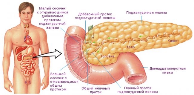 Что такое глюкагон, для чего нужен этот гормон, и за что он отвечает?