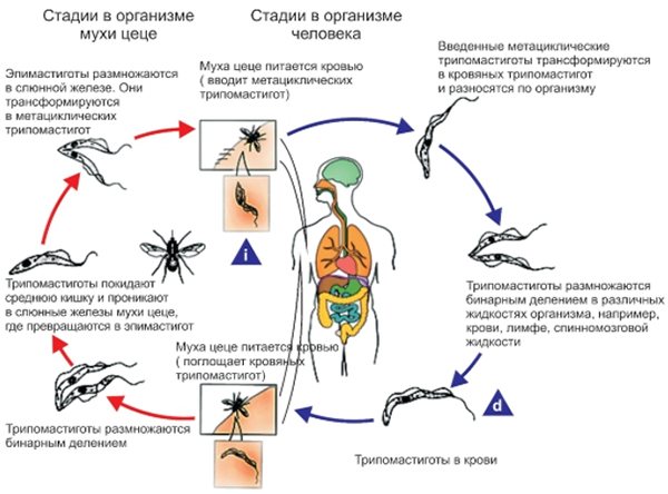 Сонную болезнь вызывают. сонная болезнь – симптомы и лечение, фото и видео