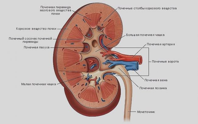 Лечение почек народными средствами: самые эффективные рецепты