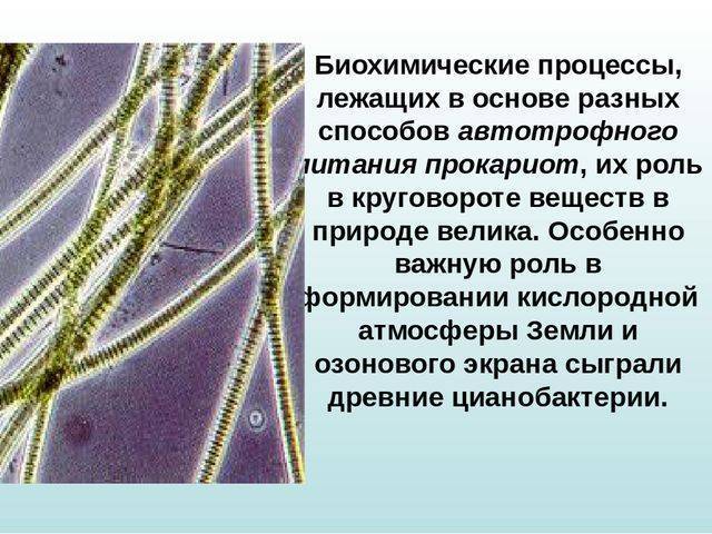 Царство бактерии (теория и практикум к экзамену по биологии)
