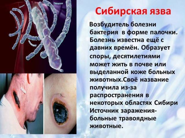 Роль бактерий в жизни человека