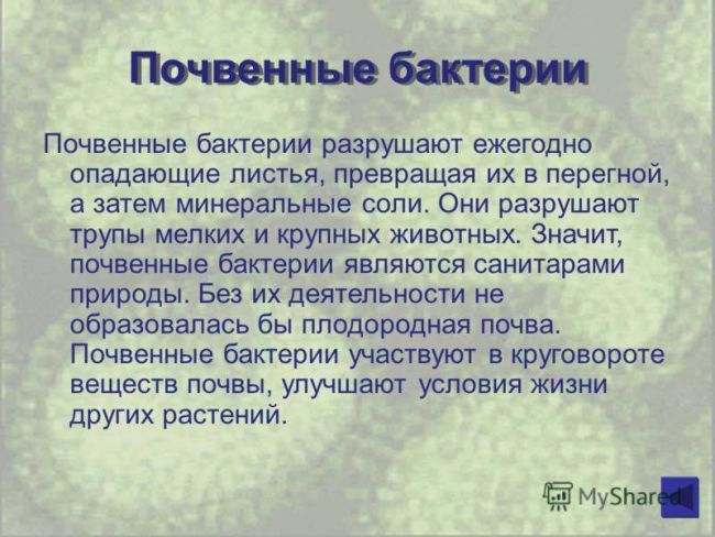 Проект по биологии на тему: «бактерии . разнообразие бактерий. место и значение бактерий на планете земля»