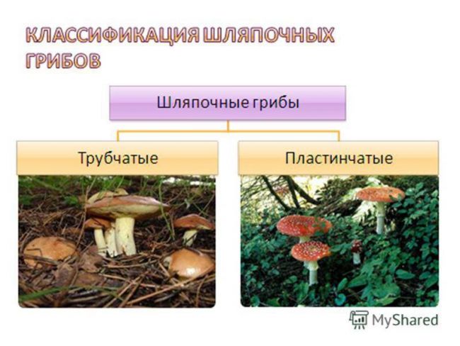Презентация по окружающему миру на тему " царство живой природы. бактерии" ( 2 класс)