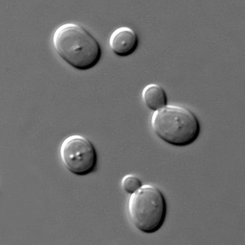 Бактерии