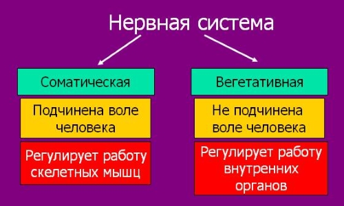 Основные заболевания периферической нервной системы