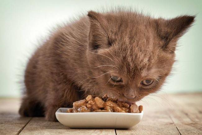 PRO PLAN VETERINARY DIETS FORTIFLORA для кошек для нормализации баланса кишечной микрофлоры