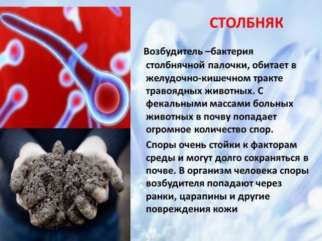 Польза и вред бактерий для человеческого организма