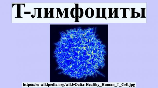 Нейтрофилы понижены у ребенка моноциты повышены. у ребенка нейтрофилы понижены, а лимфоциты и моноциты повышены