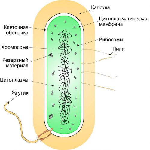 Вирусы и бактерии