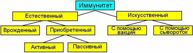 Активный и пассивный иммунитет и их виды