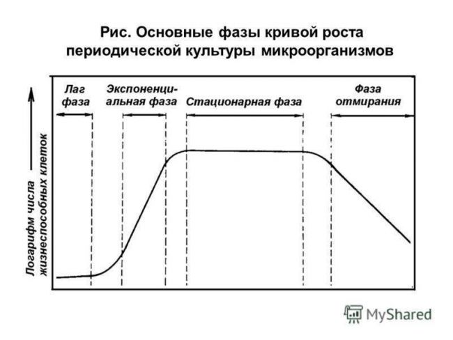 Какие факторы способствуют росту и развитию бактерий в различных средах