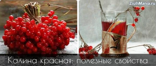 Калина от кашля рецепт при беременности