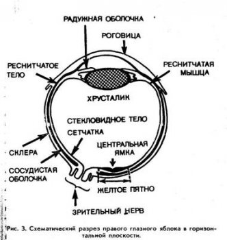 Диета для глаз: отзывы, меню, применение, эффективность