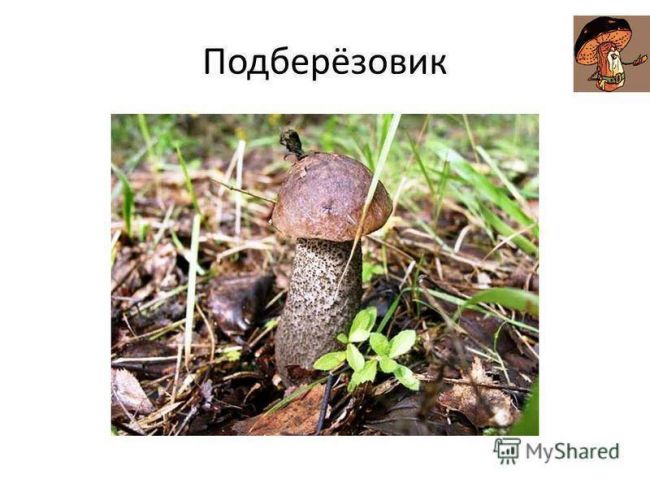 Презентация по окружающему миру на тему " царство живой природы. бактерии" ( 2 класс)