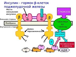 Таблетки «гликлазид» 30/60/80 мг