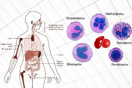 Лимфоциты и моноциты