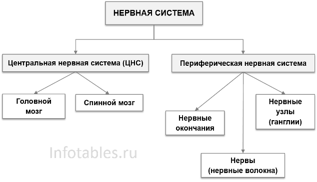 Нервная система: функции, отделы, принцип работы