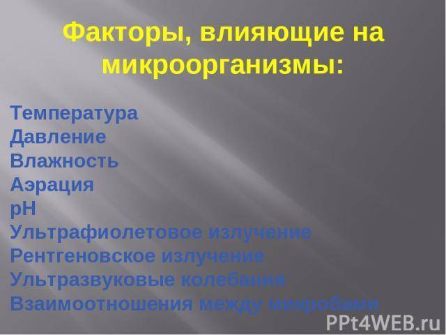 В каких продуктах содержатся пробиотики для кишечника – 10 лучших источников