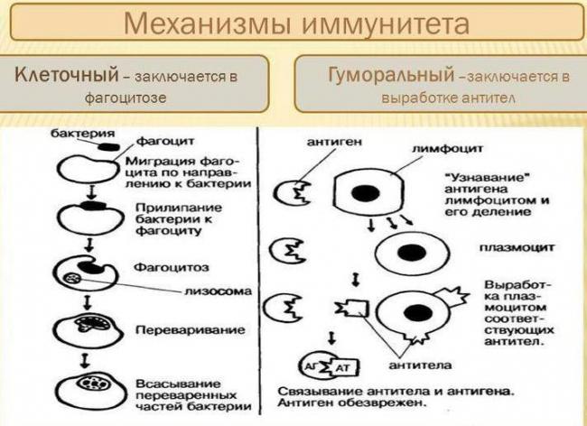 Скачать мук 4.2.1890-04 определение чувствительности микроорганизмов к антибактериальным препаратам