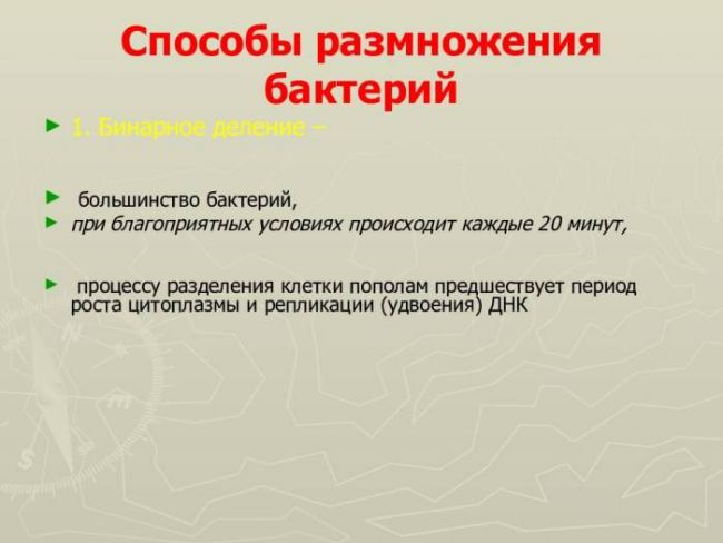 Способы размножения бактерий