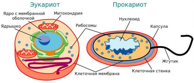 Почему бактерии относят к примитивной форме жизни и чем они отличаются от растений других организмов?