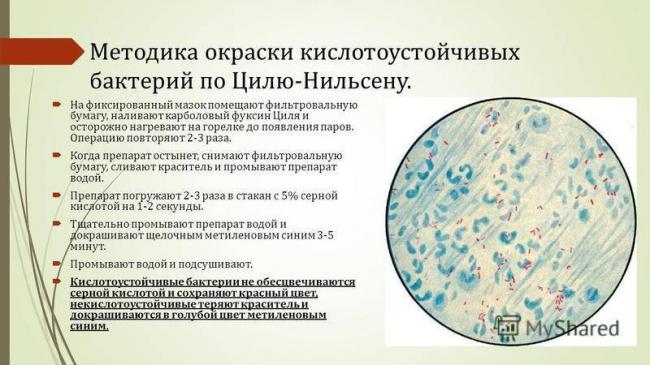 Какие есть формы бактериальной клетки и зачем микроорганизмам такое разнообразие?