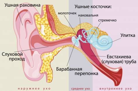 Сколько может болеть ухо при отите у ребенка