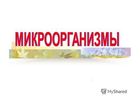 Бактерии – необходимые элементы в пище