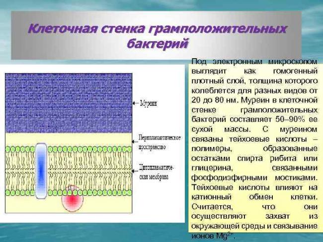 Чем отличаются грамотрицательные и грамположительные бактерии? - лактонорм