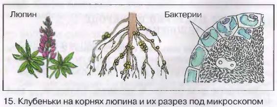 Бактерии и их роль в природе и круговороте веществ