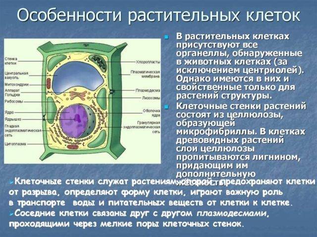 Бактериальные клетки не имеют ядра. в чем еще разница с растительными клетками?