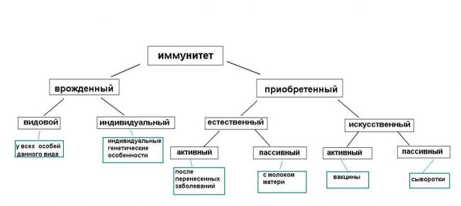 Естественный активный иммунитет вырабатывается в результате
