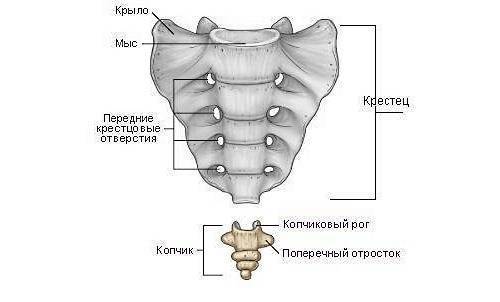 Сколько отделов в позвоночнике человека сколько костей