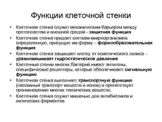 Бактерии