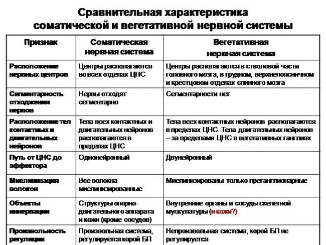 Периферическая нервная система - peripheral nervous system