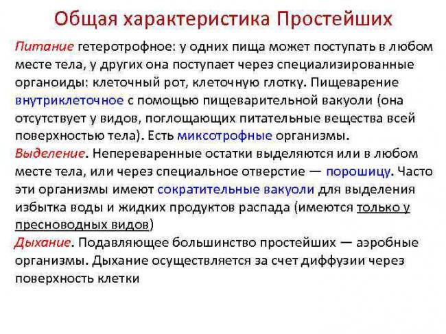 Обитатели невидимого мира: вирусы, бактерии, простейшие. кто они – друзья или враги для человека?
