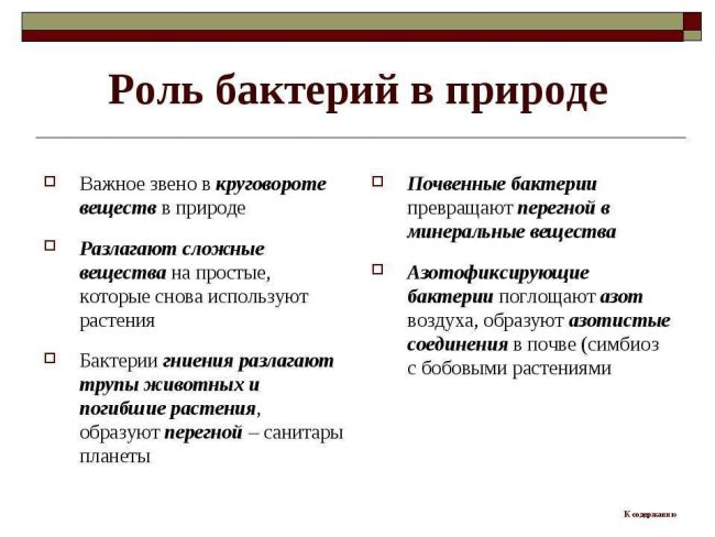 Роль бактерий в природе и жизни человека доклад, сообщение 5, 7 класс