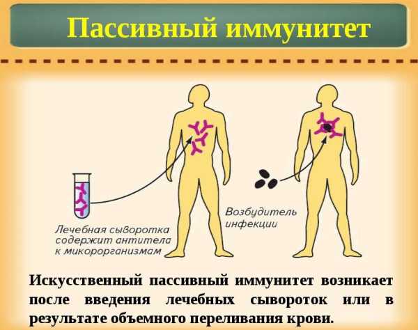Чем отличается пассивный иммунитет от активного
