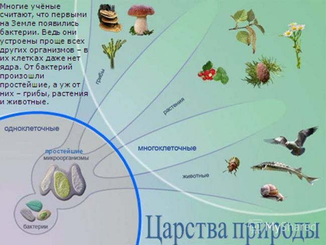 Презентация по окружающему миру на тему " царство живой природы. бактерии" ( 2 класс)