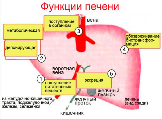 Пищеварительные железы