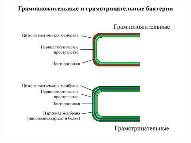 Как соотносится строение бактериальной клетки и ее функции