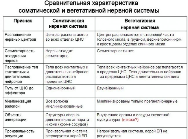 Анатомия: периферический отдел парасимпатической нервной системы.