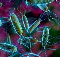Как избавиться от e. coli в анализе мочи: лечение антибиотиками и народными средствами