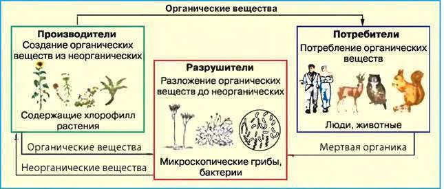 § 12. роль бактерий в природе и жизни человека