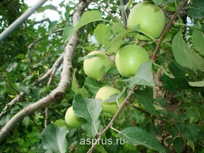 Введите код, указанный на картинке